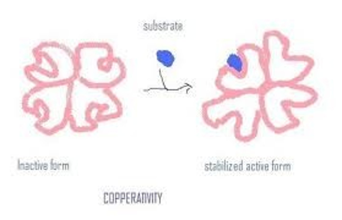 <p>This is the concept that allosteric enzymes have multiple active sites and that binding of a bustrate to one of these active sites changes the conformation of the other sites making ES binding more likely. This gives the enzyme greater sensitivity to change allowing better responsiveness to changes in substrate availability.</p>
