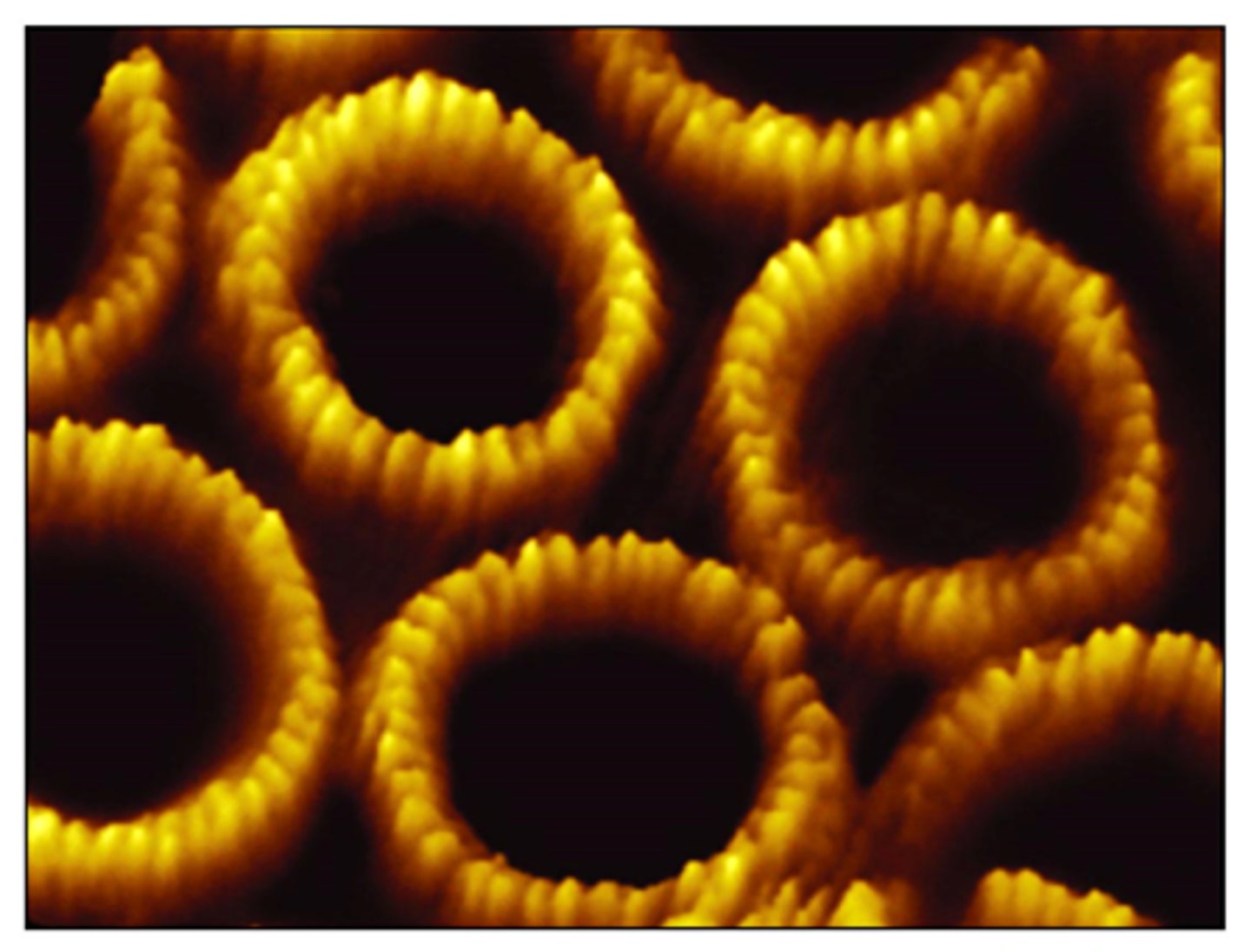 <p>uses a metal- and-diamond probe inserted into the specimen.</p><p>Produces three-dimensional images.</p>