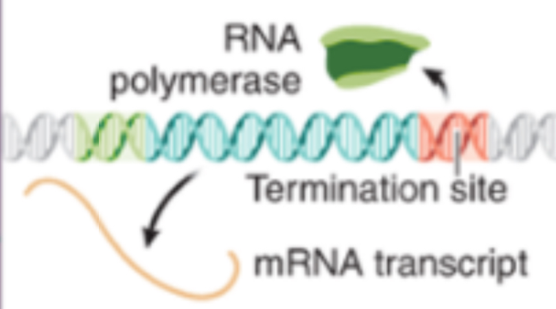 <p>Termination of Transcription</p>