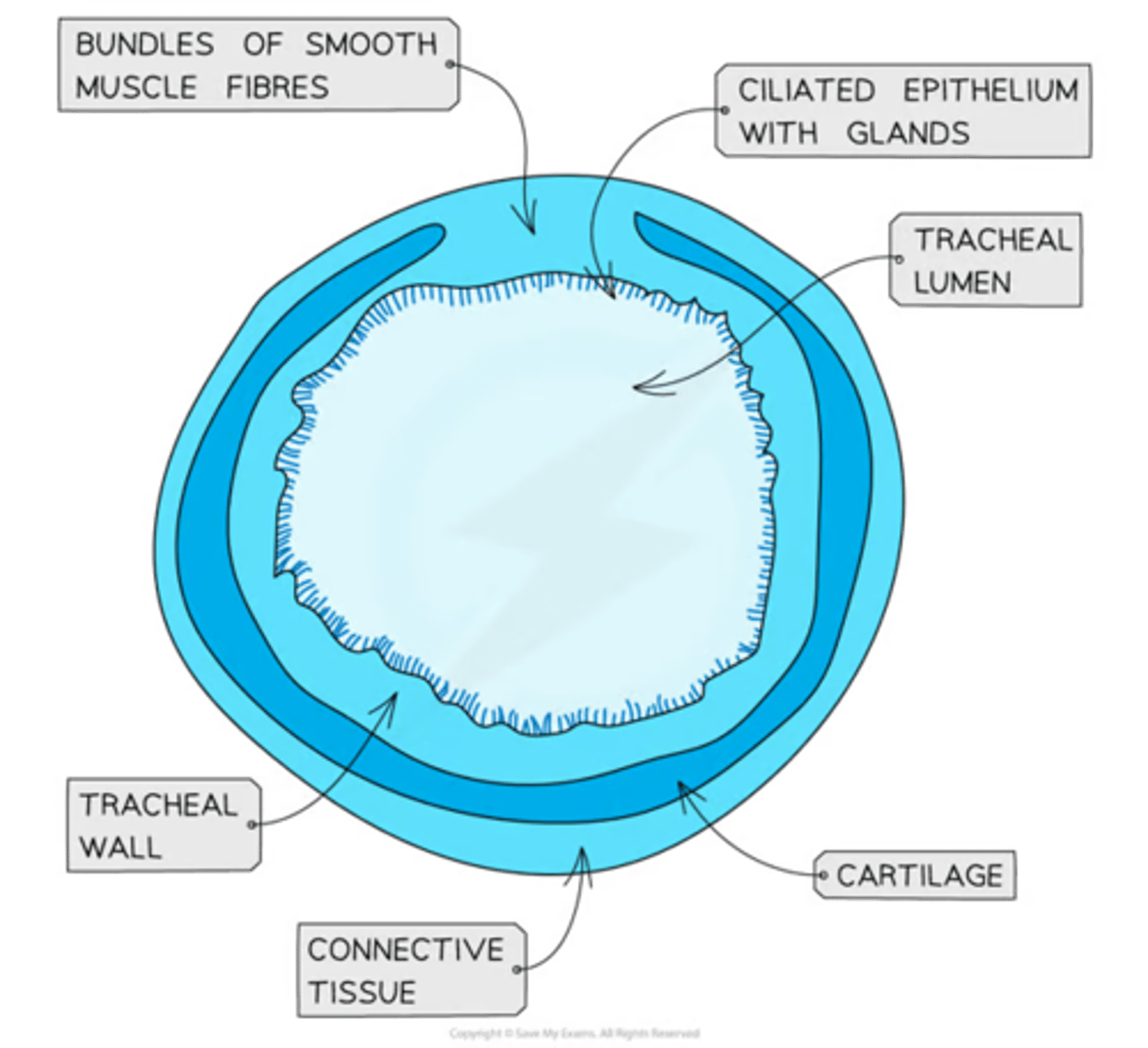 <p>-channel that allows air to travel to lungs</p><p><strong>-C-shaped ring</strong>s of cartilage </p><p>C-shaped bc prevents any friction from rubbing with oesophagus (close behind)</p><p>-lined w/ <strong>ciliated epithelium</strong></p><p>-substantial covering of mucus inside the trachea (by <strong>goblet cells</strong> + <strong>mucous</strong> glands)to trap dust/bacteria + prevent entry into lungs</p><p>-wall contains <strong>smooth muscle</strong> + <strong>elastic fibres</strong> </p>