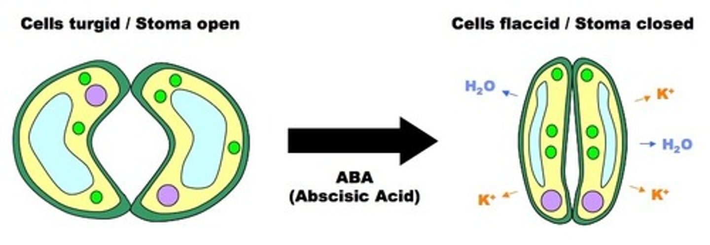 <p>prevents premature seed germination, induces stomatal closing</p>