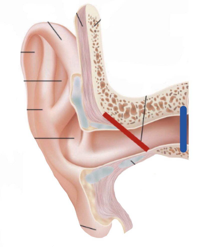 <p>What does the red line in the outer ear mark?</p>