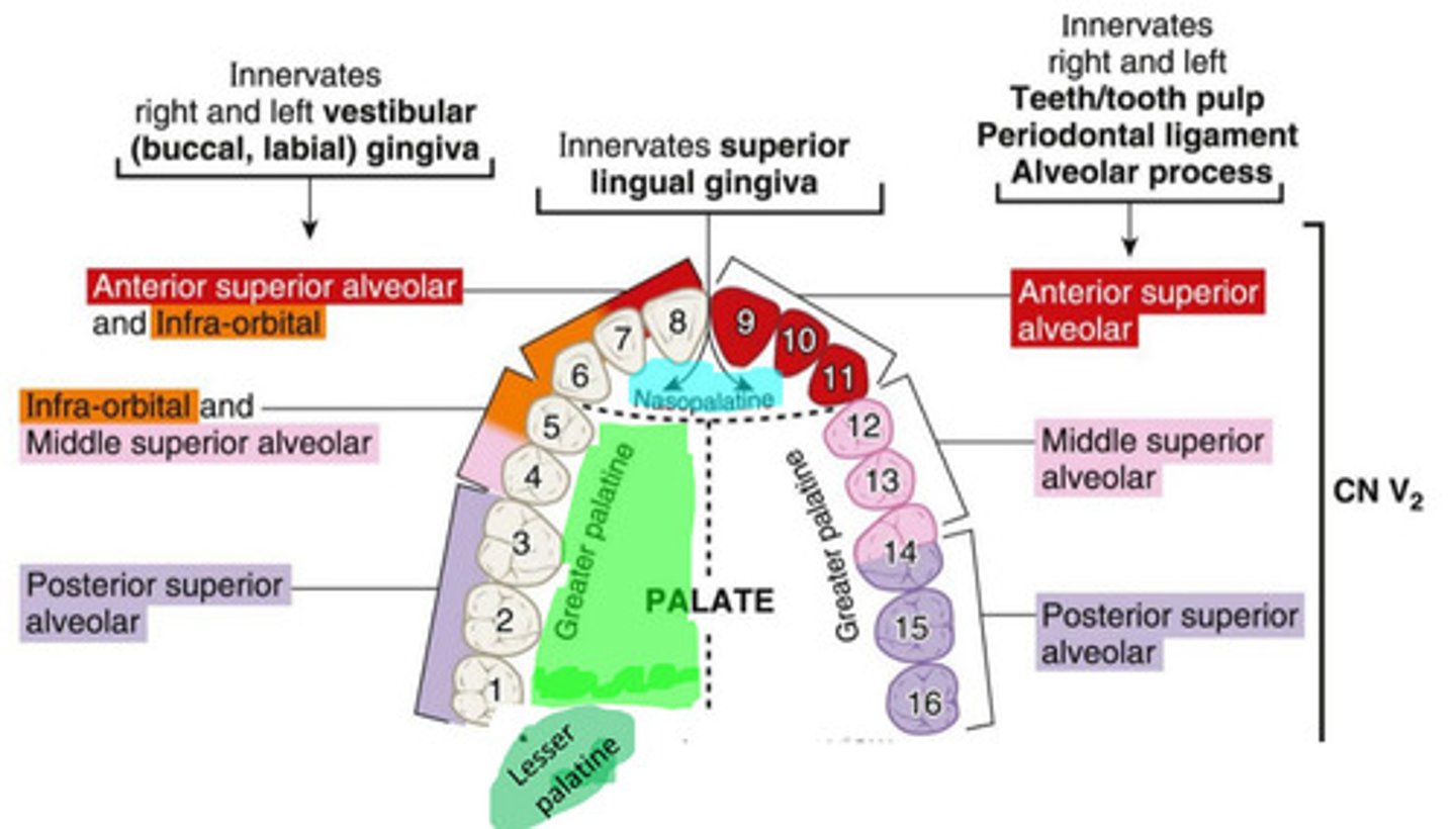 <p>innervates the tooth, pulp, PDL, alveolar process, &amp; vestibular gingiva of #6 - #11</p>