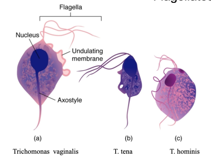<p>long filamentous flagellas “flagellates”</p><p>mild diseases: trichomoniasis and giardiasis</p><p>debilitating: trypanosomiasis and leismaniasis</p>