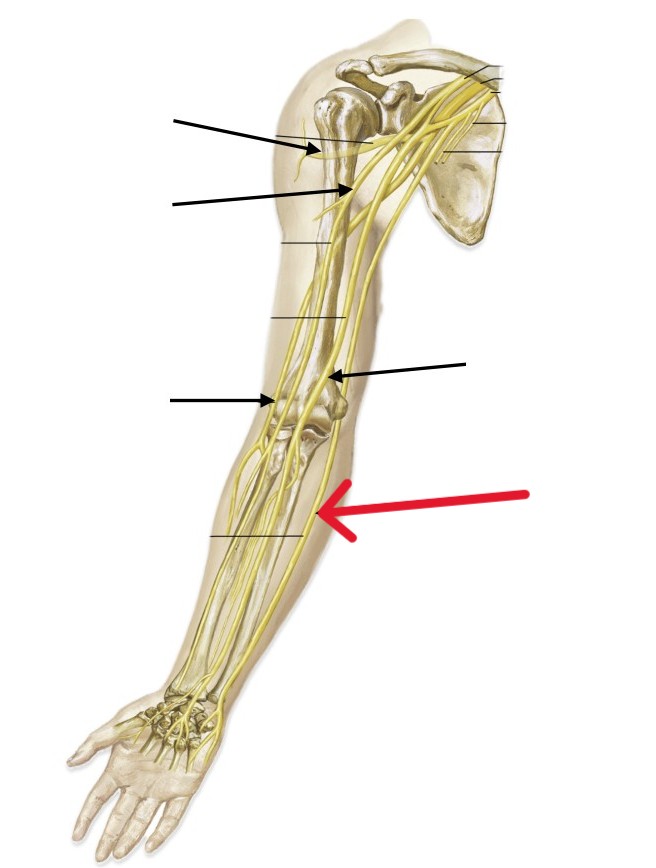 <p>Which nerve of the arm is:</p><ul><li><p>Runs on the pinky finger side (medial) of the forearm</p></li></ul><p></p>