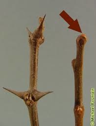 Blade: compound leaf, around 17 small round leafs
Reproductive: big black pod with seeds inside
Bark: lighter grey bark w/ deep hard plates