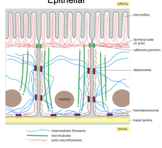 <p>much more locked in place; form sheaths of cells inside and out; organs etc; not all are stationary (keratocytes)</p>