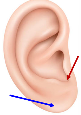 <p>Intertragic Notch (red)</p>