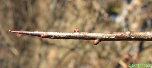 <p><em>Crataegus monogyna</em></p>
