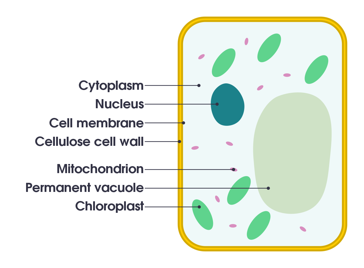 <p>Plant cell labelled </p>