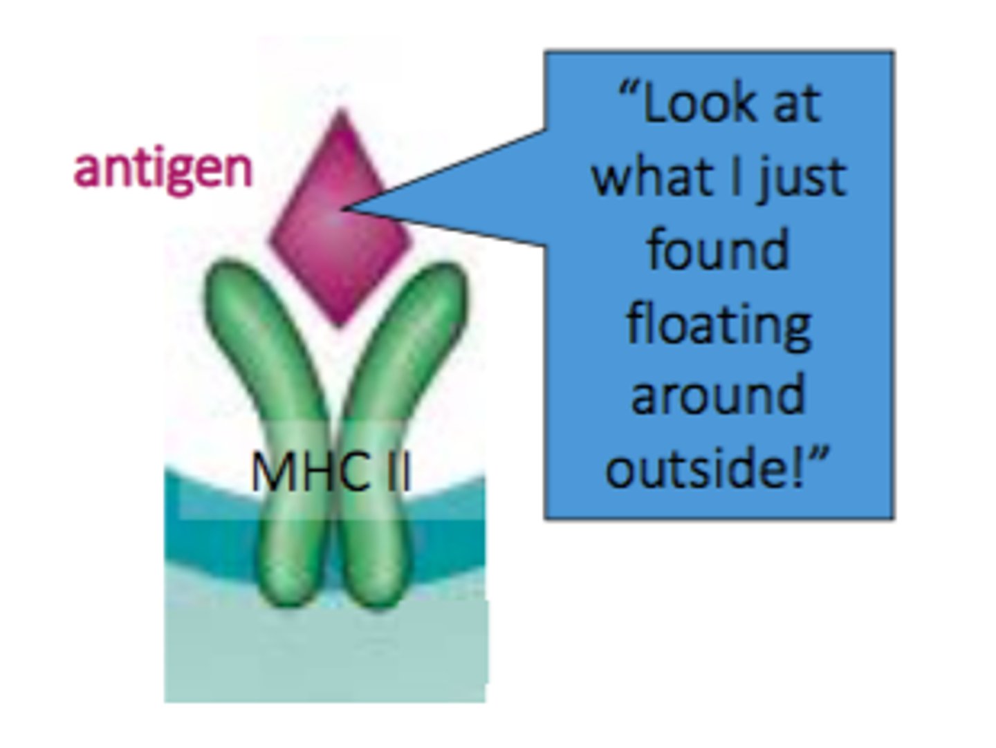<p>Antigen presenting cells use this to present exogenous microbes to Helper T cells (CD4+)</p>