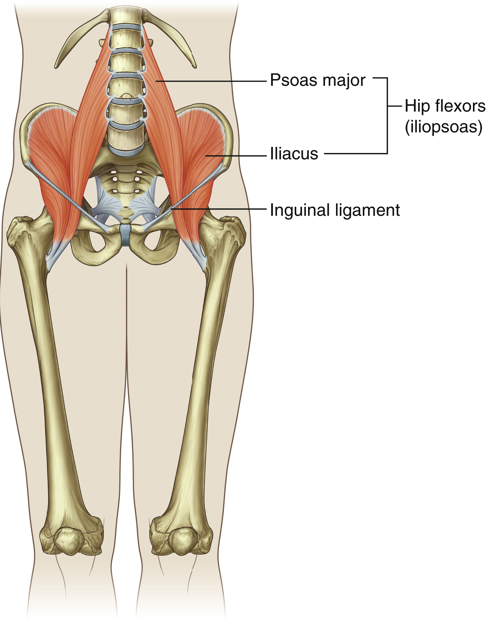<p>Iliopsoas: insertion</p>
