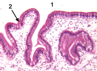 <p>Name the tissue</p>