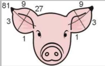 knowt flashcard image
