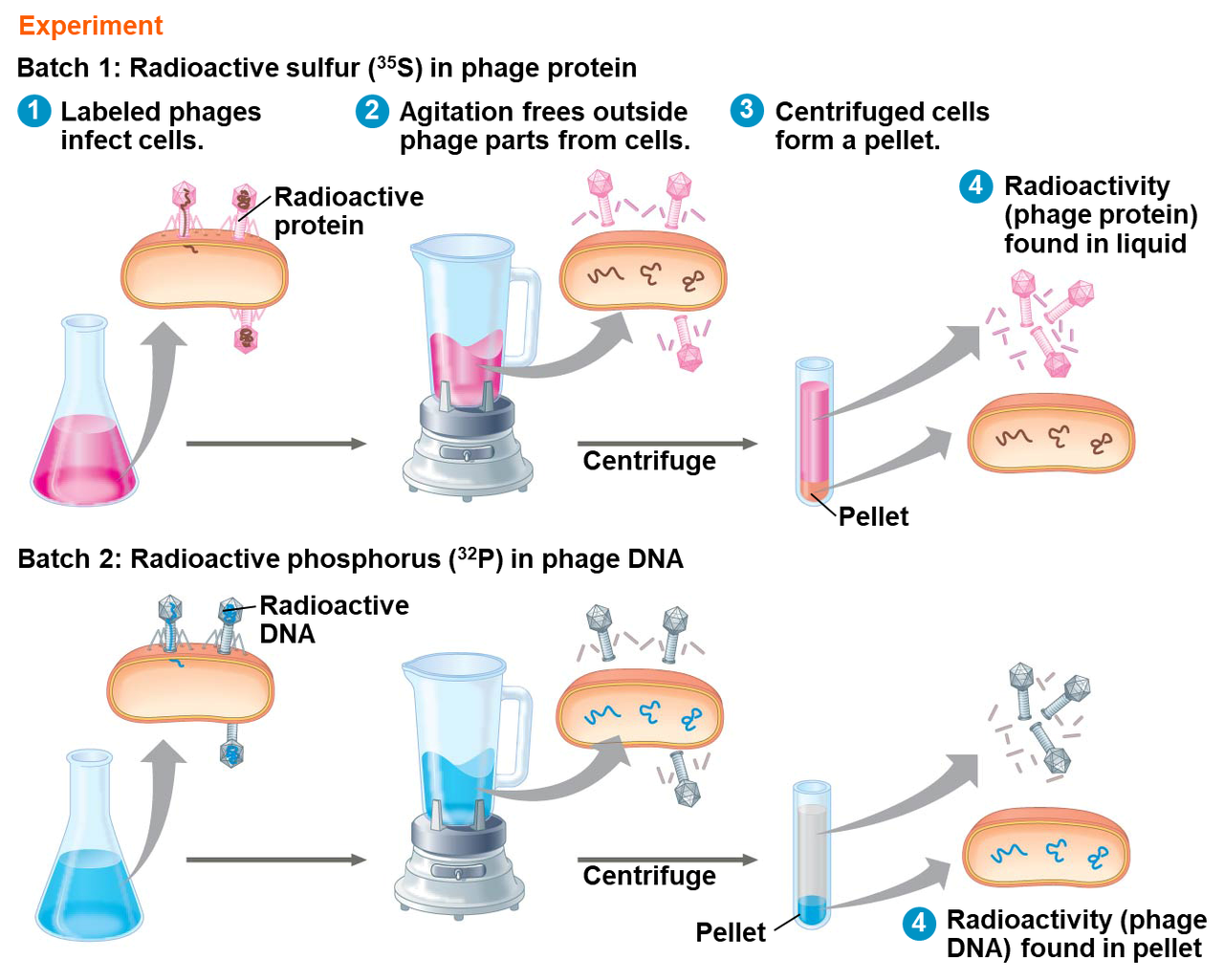 <p>Radioisotopes of phosphorous (phosphorous 32) and sulfur (sulfur 35) were used.</p><p>Bacteriophages were grown in separate solutions of these radioisotopes.</p><p>The phosphorous was detected in the DNA of the virus.</p><p>The sulfur was detected in the protein outer coat of the virus, as DNA does not contain sulfur. Two of the 20 amino acids contain sulfur.</p><p>The e coli infected with the phosphorous 32 bacteriophage had radioactivity, which indicated DNA.</p><p>The e coli infected with sulfur 35 had no radioactivity.</p><p>This led to the conclusion that DNA, not protein, is the genetic material.</p><p></p>