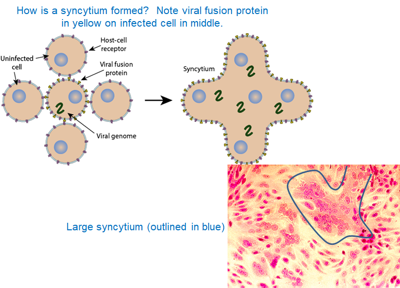 <p>Allows the virus to<strong> spread from cell to cell</strong> and helps it <strong>evade the immune system.</strong></p>