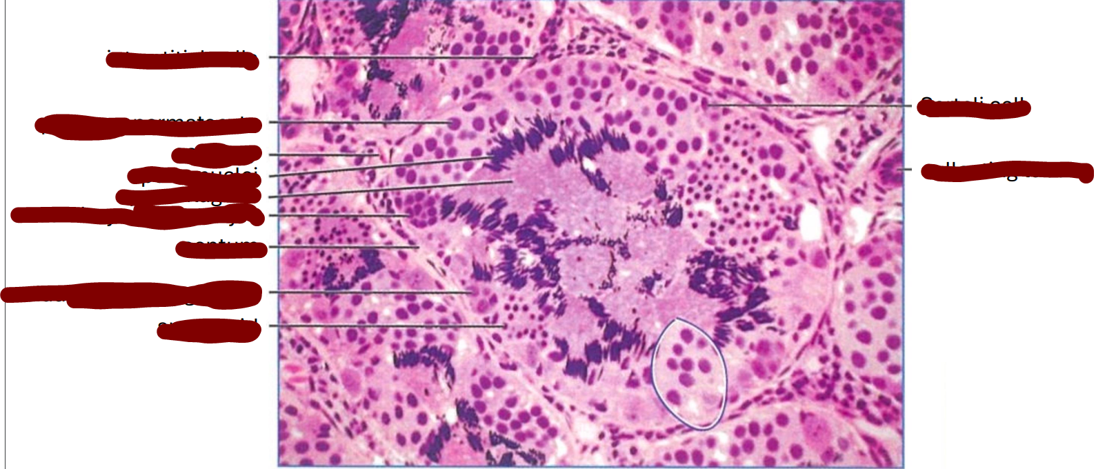 <p>transverse section through seminiferous tubules of a frog testis </p>