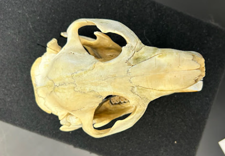 <p>North American Beaver</p><p>Castoridae</p><p><em>Castor canadensis</em></p>