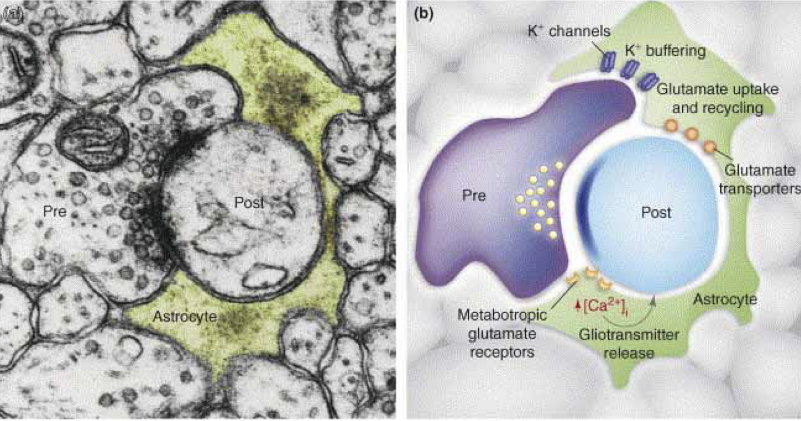 <p>-capturent le potassium et les NT libérés par l’activité neuronale, en vue de leur recyclage</p><p>-controlent l’environnement des neurones et préservent leur excitabilité</p>