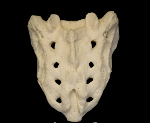 rough surface of sacrum, spinous and transverse processes have fused into sacral crests
sacrioliac joints (SI)