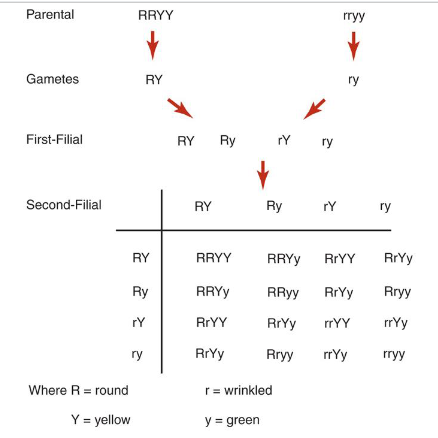 <p>aka law of independent assortment ; <span>genes for different traits are inherited separately from each other</span></p><ul><li><p><span>allows for all possible combinations of genes to occur in the offspring</span></p></li><li><p>Mendel's laws apply to all sexually reproducing diploid organisms</p></li></ul><p></p>