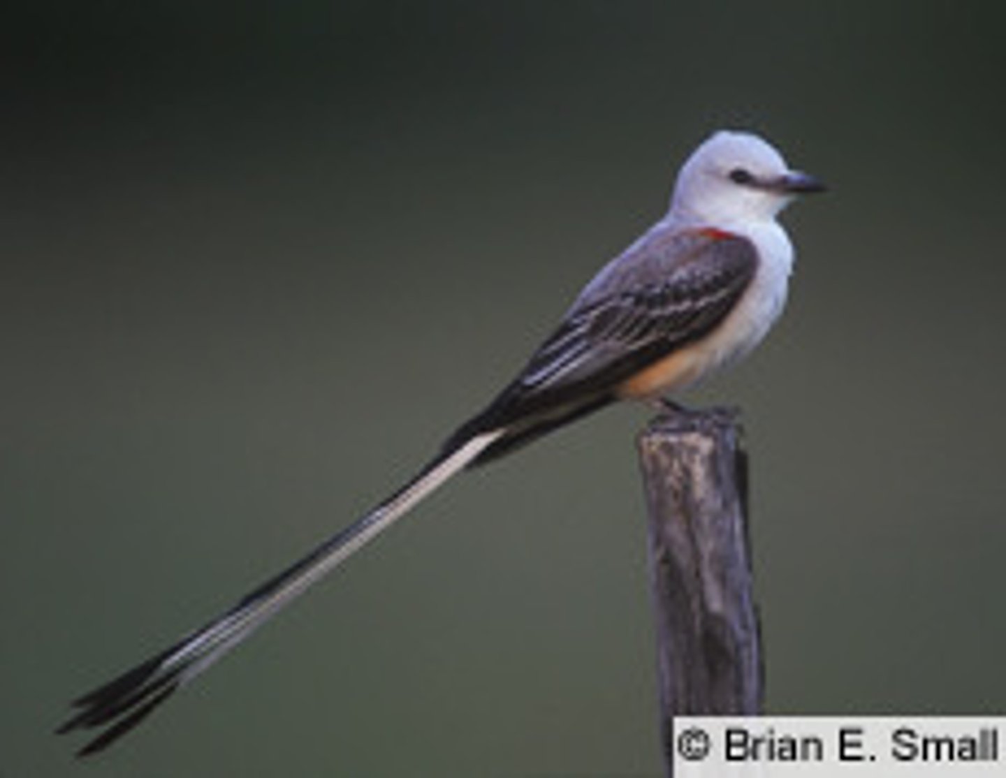 <p>Passeriformes</p><p>faint pink on belly, very long tail, nearly white head</p>