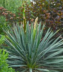 <p>Bear Grass</p>