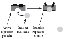 <p>Inducer Molecule</p>