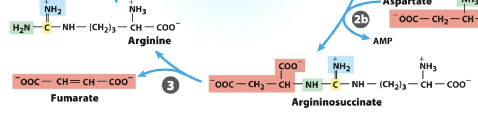 <p>In the urea cycle,</p><p>What breaks down argininosuccinate, generating arginine and releasing fumarate? </p>