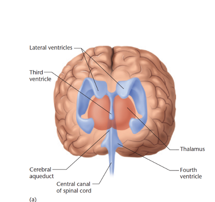 <ul><li><p>In fetal development, the neural tube becomes the central canal of the spinal cord and <strong>4 fluid-filled ventricles.</strong></p></li><li><p><span style="font-family: &quot;Aptos Narrow&quot;, sans-serif"><strong>Cushions brain</strong> against mechanical </span><span>shock, buoyancy etc</span><span style="font-family: &quot;Aptos Narrow&quot;, sans-serif">.</span></p></li><li><p><span style="font-family: &quot;Aptos Narrow&quot;, sans-serif">Also has </span><span>hormones and nutrition</span><span style="font-family: &quot;Aptos Narrow&quot;, sans-serif"> for brain and spinal cord.</span></p></li></ul><p></p>