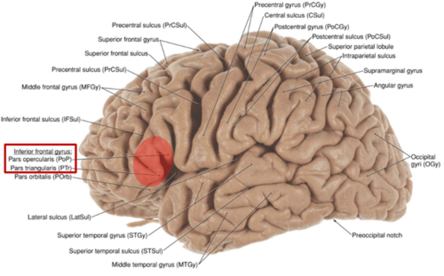 <p>broca's area (BA 44 and 45); injury to Broca's area causes (Broca)ken speech</p>