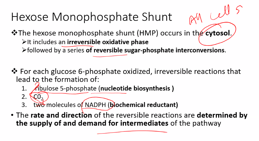 <p><span style="color: rgb(33, 89, 133);">The Hexose Monophosphate (HMP) shunt—also known as the pentose phosphate pathway—is an alternative metabolic pathway to glycolysis.</span></p><p><span style="color: rgb(33, 89, 133);">-location: cytosol</span></p><p><span style="color: rgb(33, 89, 133);">HMP: oxidizes glucose <strong>to generate NADPH</strong> (for anabolic reactions and antioxidant) and ribose-5-phosphate “pentose phosphate pathway” (for nucleotide synthesis).</span></p><p><span style="color: rgb(33, 89, 133);">called pentose phosphate pathway it makes ribose-5-phosphate.</span></p><p><span style="color: rgb(33, 89, 133);">HMP does not oxidize glucose for ATP.</span></p><p><span style="color: rgb(33, 89, 133);">The rate-limiting enzyme for the HMP (Hexose Monophosphate) shunt—also known as the Pentose Phosphate Pathway—is Glucose-6-phosphate dehydrogenase (G6PD).</span></p><p><span style="color: rgb(33, 89, 133);">The H is taken from glucose and put to NAD+, making NADH.</span></p><p><span style="color: rgb(33, 89, 133);">This enzyme catalyzes the first and irreversible step of the oxidative phase, converting glucose-6-phosphate to 6-phosphogluconolactone while generating NADPH.</span></p><p><strong><u>Regulation of G6PD</u></strong></p><ul><li><p><span><strong>stimulated </strong>by high cellular levels of <strong>NADP⁺</strong>, signaling a high demand for NADPH.</span></p></li><li><p><span><strong>Allosteric Inhibition:</strong> <strong>G6PD </strong>is <strong>strongly inhibited by NADPH</strong></span></p></li><li><p><span><strong>Hormonal Control:</strong> <strong>Insulin induces the synthesis of G6PD</strong>, <strong>increasing the pathway</strong>'s <strong>activity during </strong>the </span><span style="color: rgb(30, 101, 140);">fed state</span></p></li></ul><p></p>