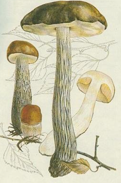 term image
