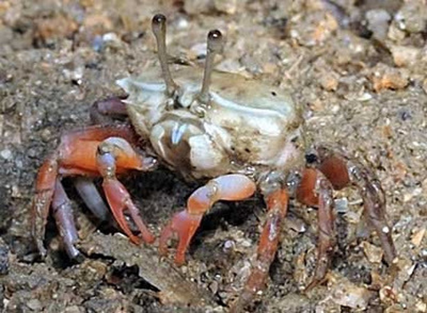 <p>Consumers that feed on bits of plant and animal remains and other dead organic matter called detritus. Examples include mites, earthworms, snails, crabs, and insects.</p>