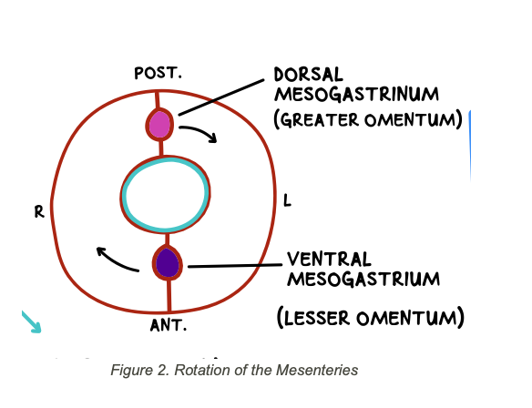 <p>in foregut</p>