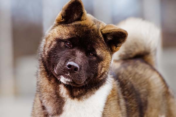 <p>Akita</p>