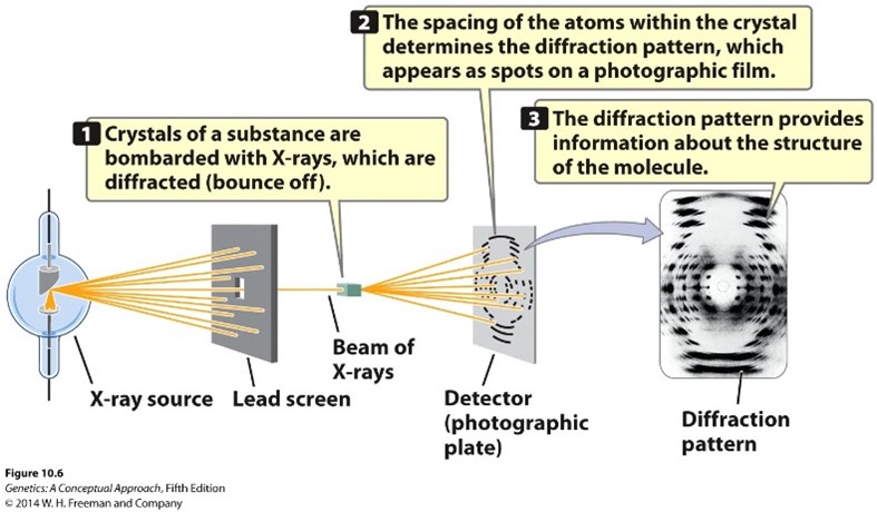 <p><span style="font-family: Calibri, sans-serif">X-ray crystallography</span></p><p><span style="font-family: Calibri, sans-serif">Crystals of a substance are bombarded with X-rays, which are diffracted (bounce off)</span></p><p><span style="font-family: Calibri, sans-serif">The Spacing of the atoms within the crystal determines the diffraction pattern, which appears as spots on a photographic film</span></p><p><span style="font-family: Calibri, sans-serif">The diffraction pattern provides information about the structure of the molecule</span></p>