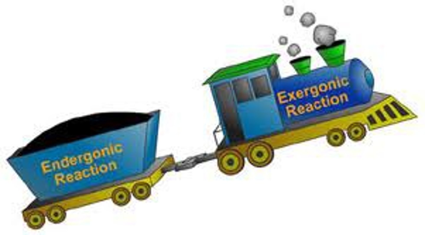 <p>pairs of chemical reactions in which some of the energy released from the breakdown of one compound is used to create a bond in the formation of another compound</p>