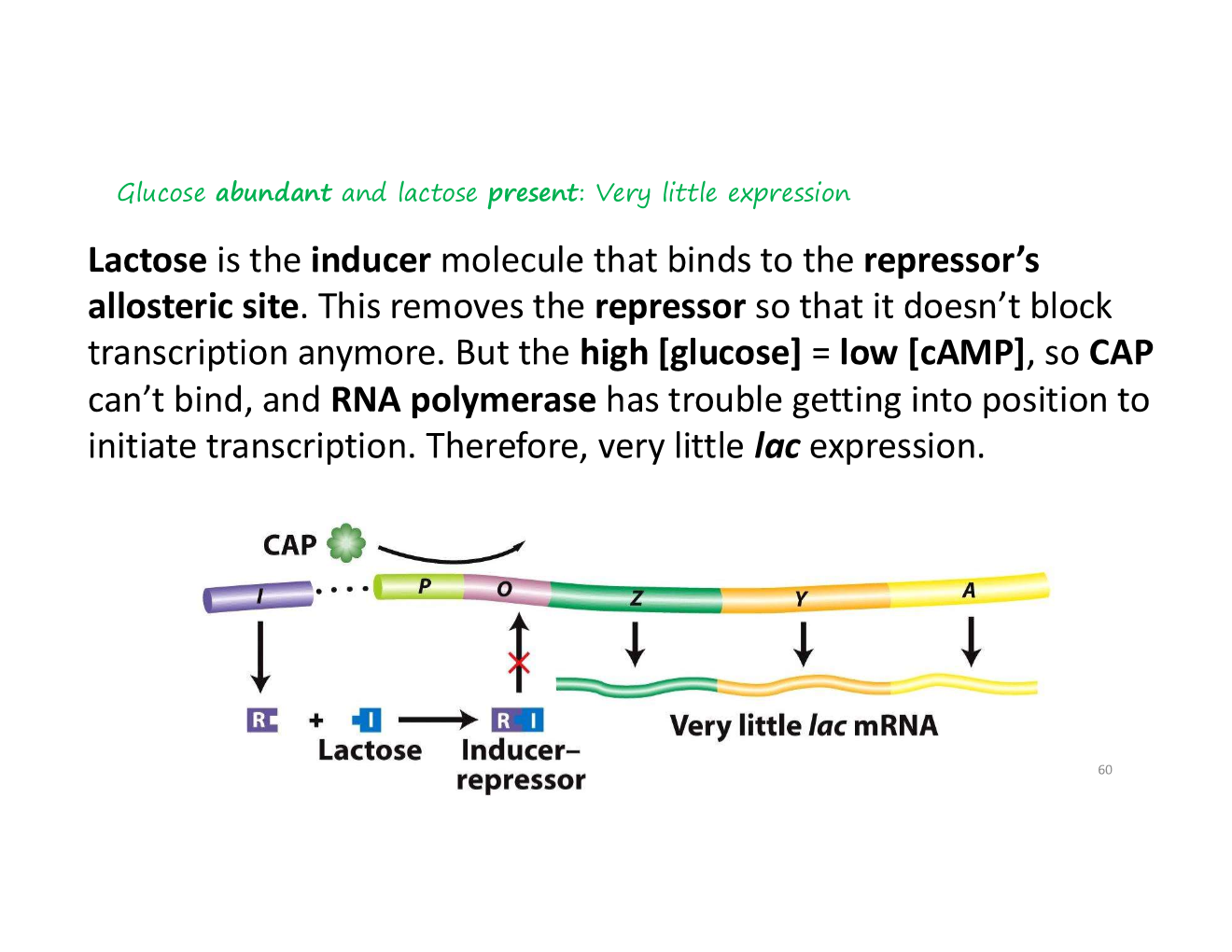 <p>B. Very little expression</p>