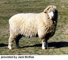 <p><span style="background-color: transparent;"><span>Targhee</span></span></p>