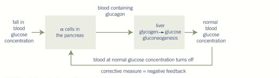 <ol><li><p class="ds-markdown-paragraph">Stimulates <strong>glycogenolysis</strong> - the breakdown of glycogen to glucose.</p></li><li><p class="ds-markdown-paragraph">Stimulates <strong>gluconeogenesis</strong> - the production of glucose from non-carbohydrates (e.g., amino acids).</p></li><li><p class="ds-markdown-paragraph">Reducing amount of glucose absorbed by liver cells</p></li></ol><p></p>