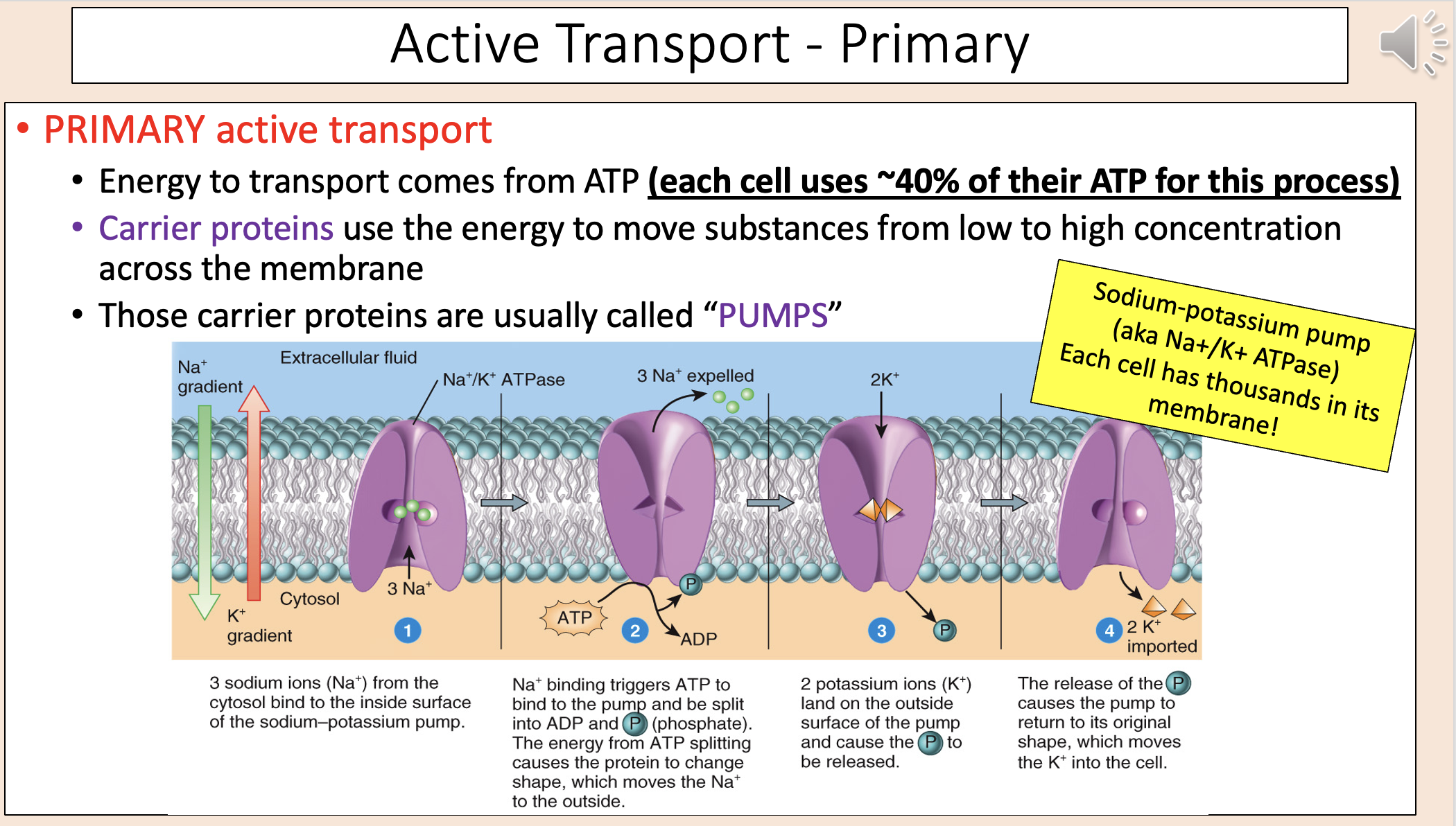 <p><span>• Energy to transport comes from ATP </span><strong><span>(each cell uses ~40% of their ATP for this process)</span></strong></p><p><span style="color: rgb(112, 48, 160);"><span>• Carrier proteins </span></span><span>use the energy to move substances from low to high concentration across the membrane</span></p><p><span>• Those carrier proteins are usually called “</span><span style="color: rgb(112, 48, 160);"><span>PUMPS</span></span><span>”</span></p><p><span>• Sodium-potassium pump (aka Na+/K+ ATPase) Each cell has thousands in its membrane!</span></p>