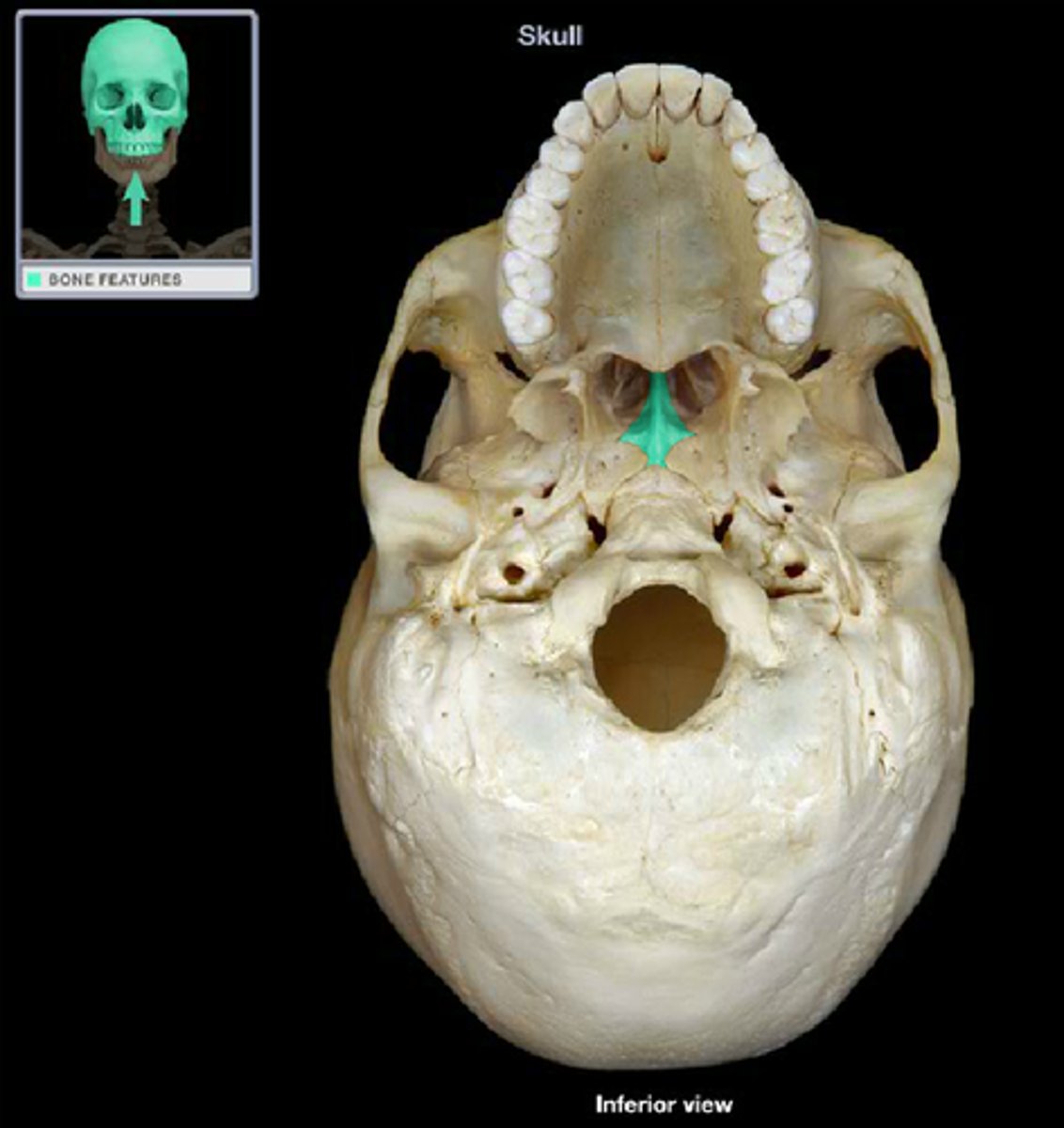 knowt flashcard image