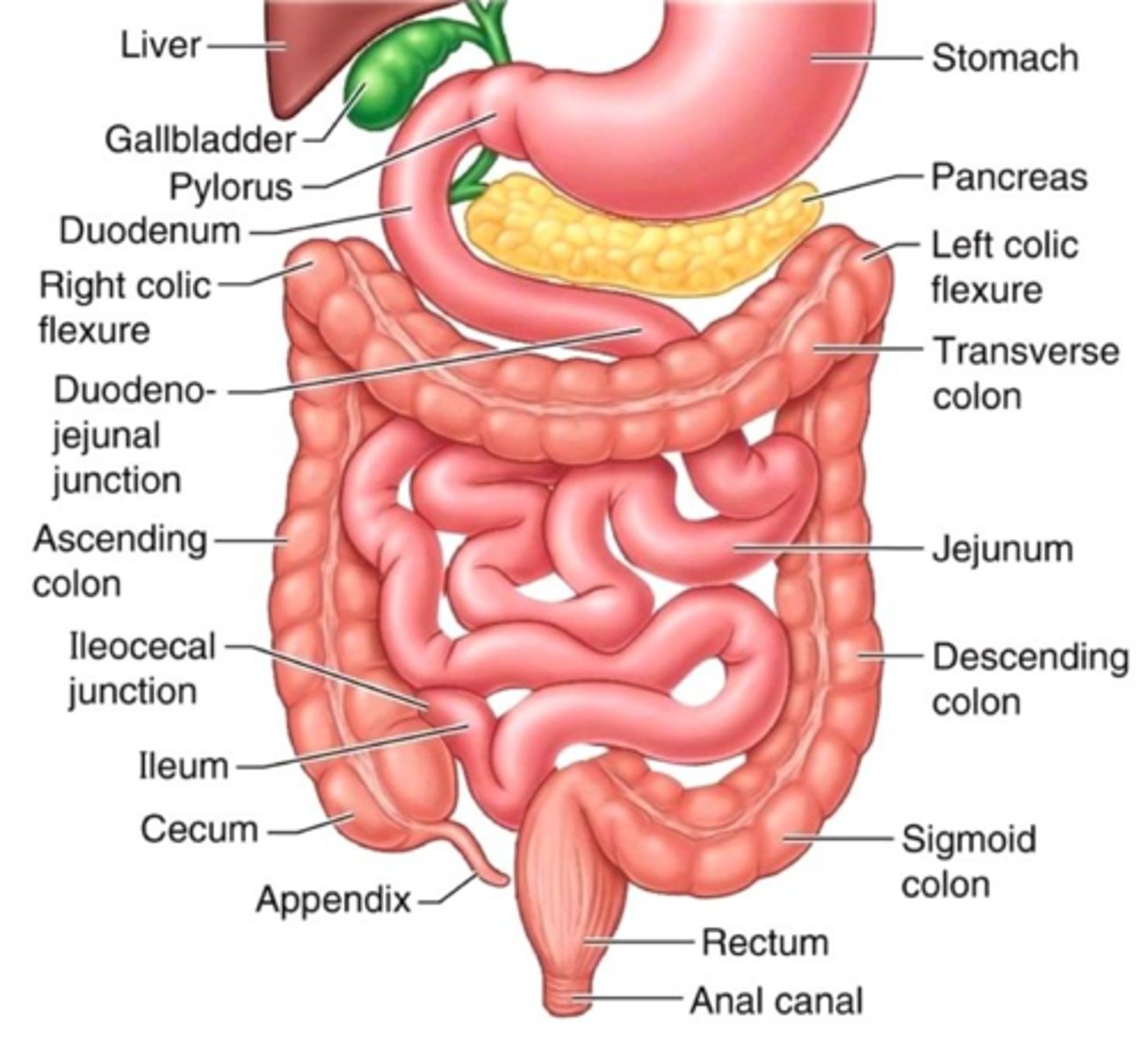 <p>distal 3/5 of remainder of small intestine</p>
