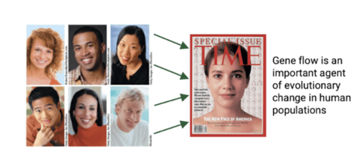 <p>Reduces variation between populations over time.<br>-populations become more similar (homogenous) to each other.</p>