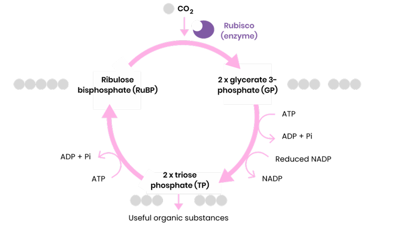 <ul><li><p>CO2 reacts with ribulose biphosphate (RuBP)</p></li><li><p>This has 5 carbons and one is gained from CO2 (carboxylate).</p></li><li><p>Catalysed by enzyme rubsico</p></li><li><p>This then breaks down (quickly) to form 2 lots of glycerate 3-phosphate (GP) which each have 3 carbons.</p></li><li><p>This is reduced by NADPH and the energy for this is provided by ATP (as it converts to ADP and Pi, breaking a bond, releasing energy).</p></li><li><p>2 x triose phosphate are produced and 5/6 this goes on to form RuBP (using energy&nbsp; released by ATP) and 1/6 times it forms useful organic products such as: glucose, amino acids and glycerol.</p></li></ul><p></p>