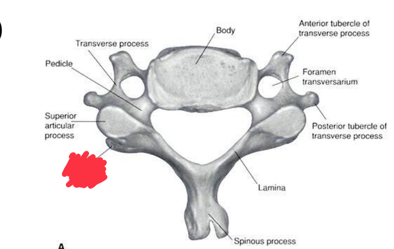 <p>What is this structure?</p>