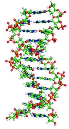 <p><strong>DNA Conformation</strong></p><ul><li><p>Normal, physiological DNA form</p></li><li><p>Right-handed helix</p></li><li><p><strong><u>10</u></strong> base pairs per turn of the helix</p></li></ul><p></p>