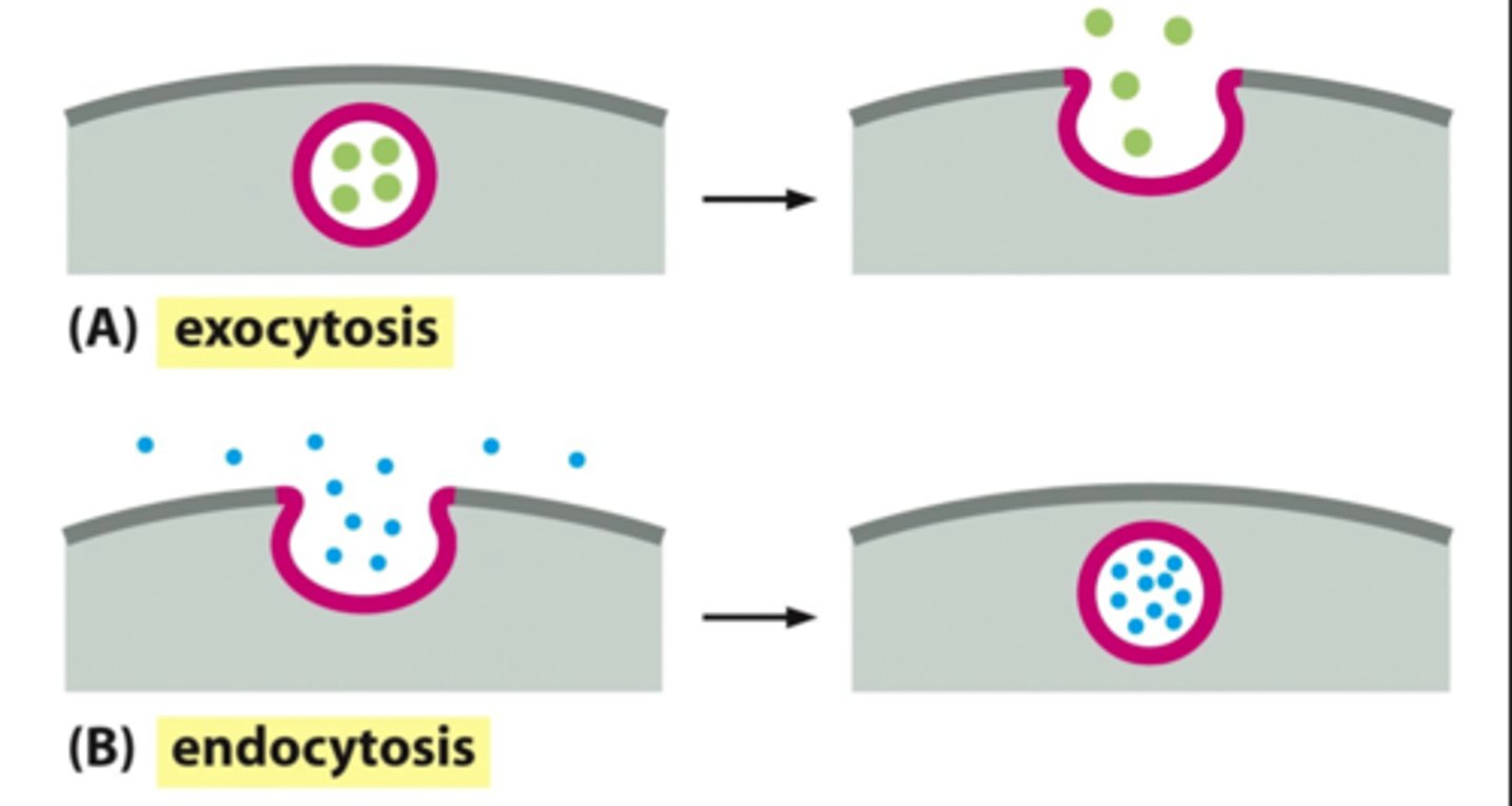 <p>energy-requiring process by which a cell expels wastes and secretes substances at the plasma membrane</p>