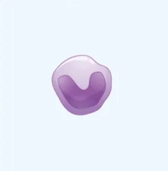 <p>What cell is this?</p>
